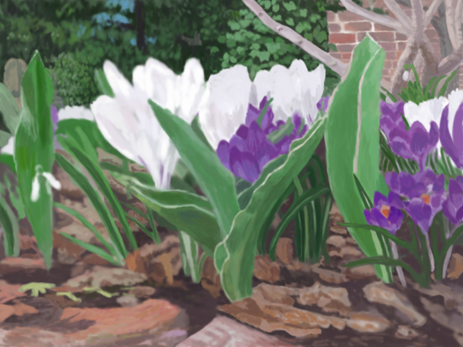 Crocuses at 6BC, spring 2011 by Lauren Edmond