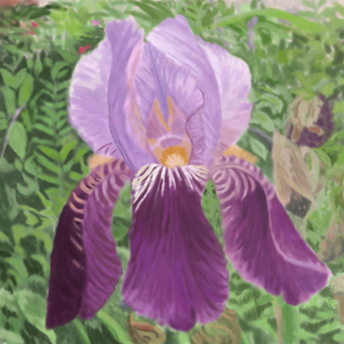 Purple Iris at La Plaza