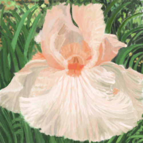 Rufled lily at La Plaza