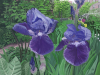 Purple Irises @ 6BC Botanical Garden, summer 2012