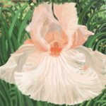 Ruffled Lily